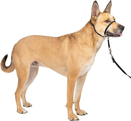 PetSafe Gentle Leader head collar for calm, stress-free dog training and leash control.