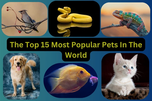 A variety of popular pet animals including a dog, cat, rabbit, and fish, representing the top 15 most popular pets in the world.