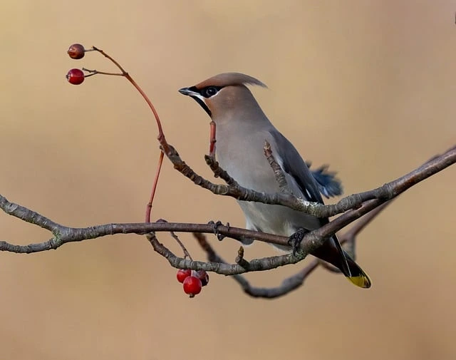 Colorful birds perched on a branch, featured in 'Pet Animals: The Top 15 Most Popular Pets Around the World.