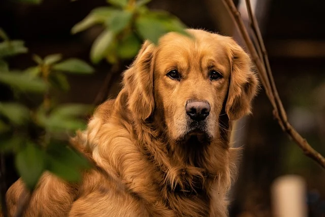 A happy Golden Retriever excelling in dog training with reward-based methods.