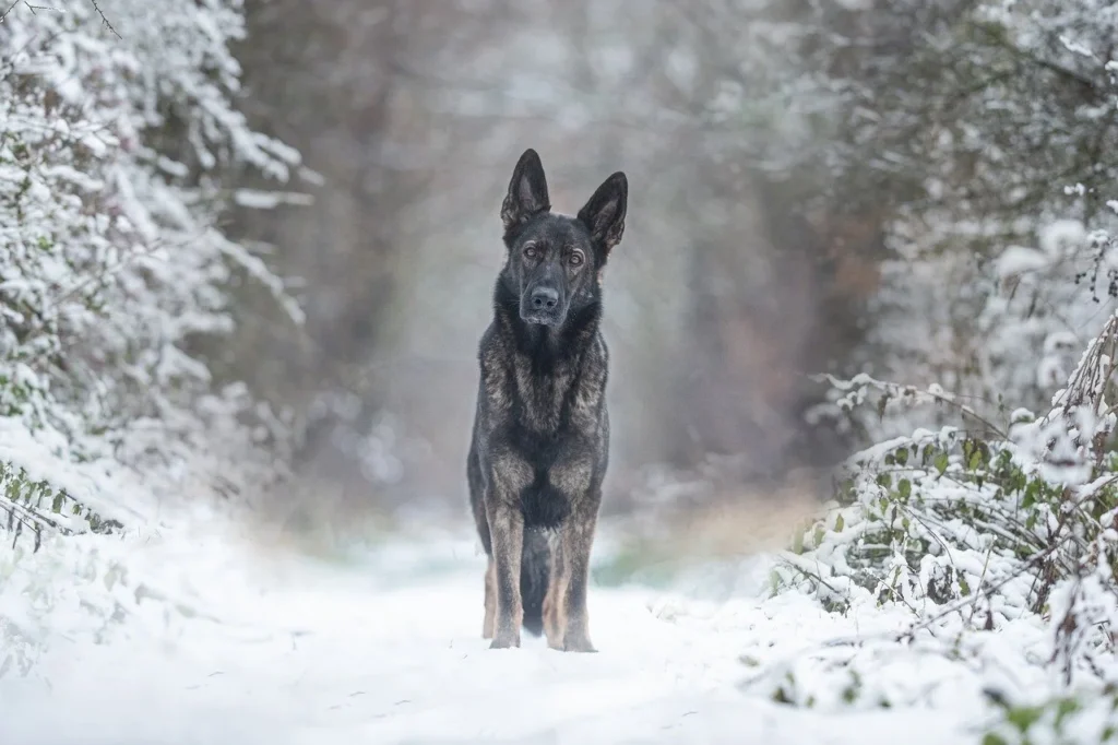 A disciplined German Shepherd practicing off-leash dog training with its owner