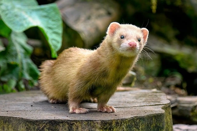 A playful ferret exploring its environment, featured in The Top 15 Most Popular Pets Around the World.