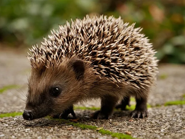 A cute hedgehog curled up in a cozy spot, showcasing one of the most charming small pet companions.