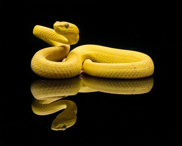 A striking snake coiled in its habitat, featured in 'Pet Animals: The Top 15 Most Popular Pets Around the World.