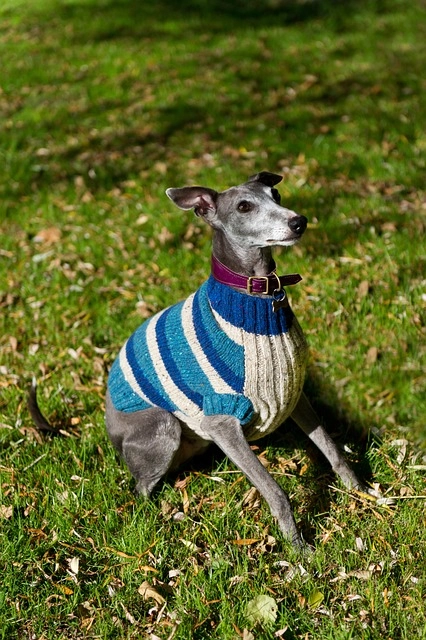 A Whippet learning leash control during a relaxed dog training session